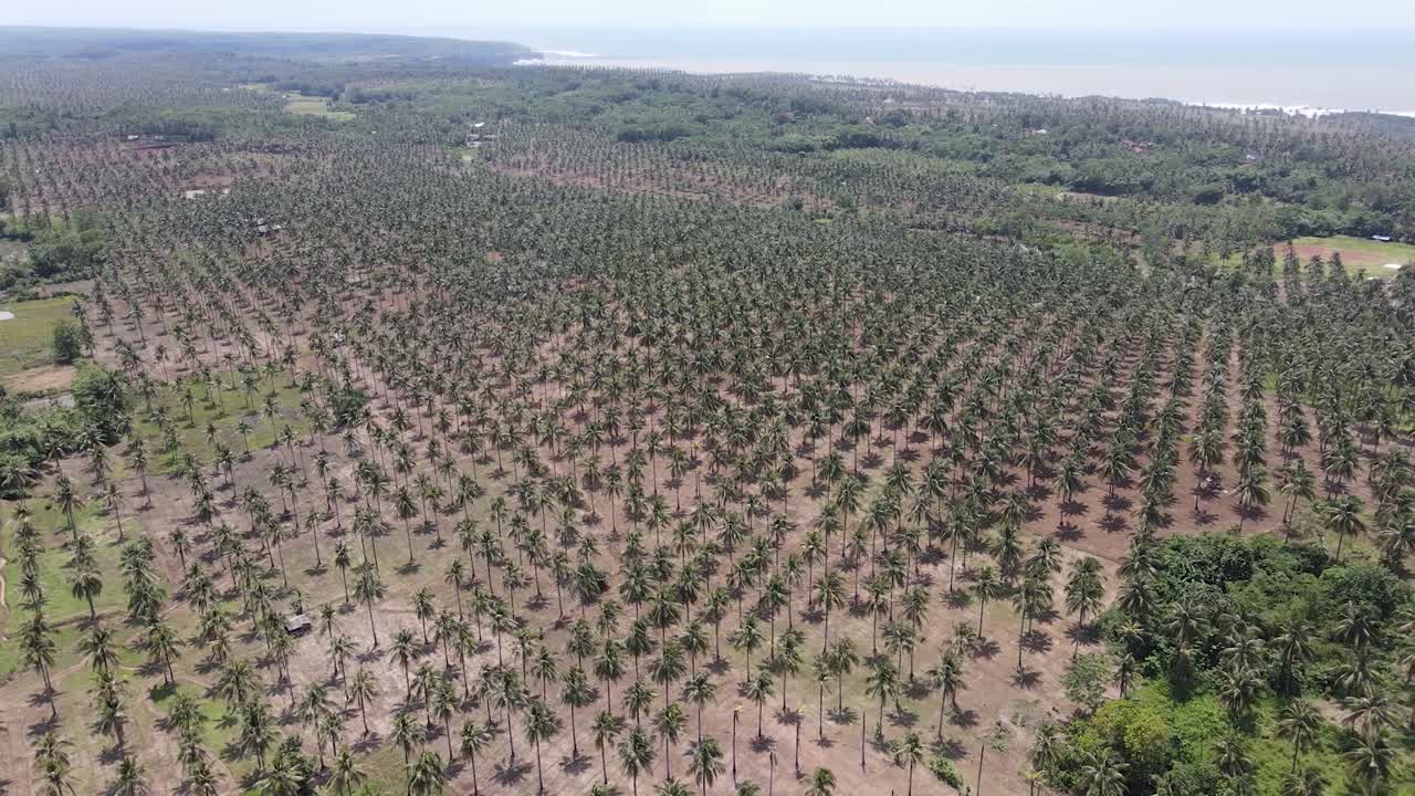 drone volando sobre la plantación de coco