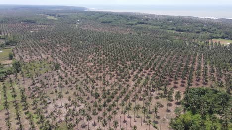Drone-flying-over-coconut-plantation