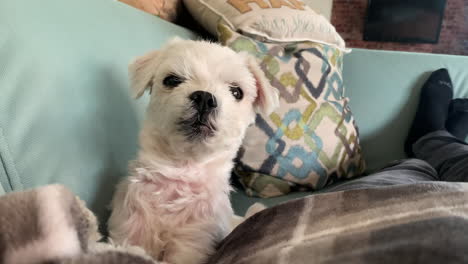 adorable little white hair maltese dog looking straight in to camera resting on couch family living room