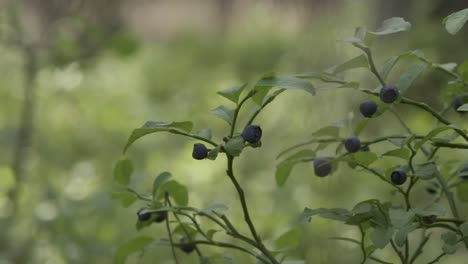 Waldbeeren-Am-Strauch-Nahaufnahme-Sanfte-Bewegung-Schuss-Tag-Sommer