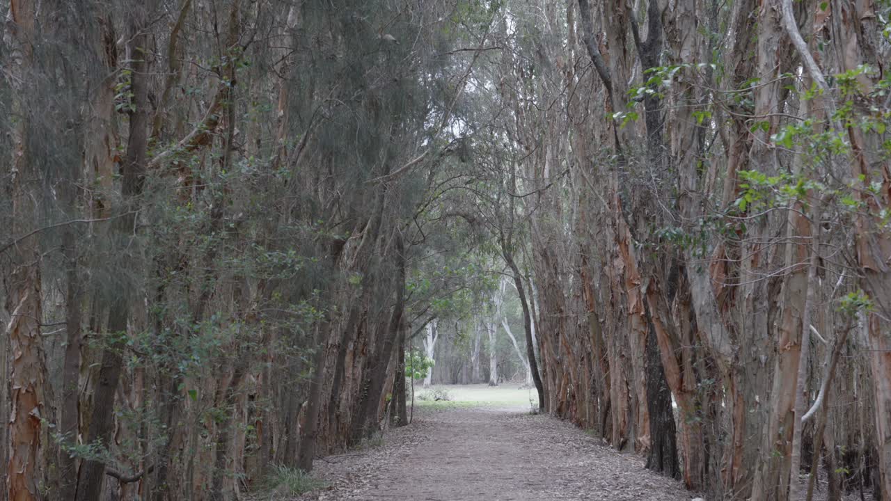 골드 코스트의 유칼립투스 나무 숲, 오스트레일리아 자연 풍경 내부의 경로