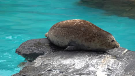 Harbor-Seals-rests-on-the-rock-p5