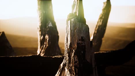 logs and trunks after the forest fire