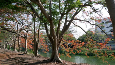 Bellamente-Bordeado-árbol-De-Llamas-Delonix-Regia-Que-Crece-A-Lo-Largo-De-Las-Orillas-De-Un-Canal-En-Un-Barrio-Tranquilo-En-El-Sudeste-Asiático