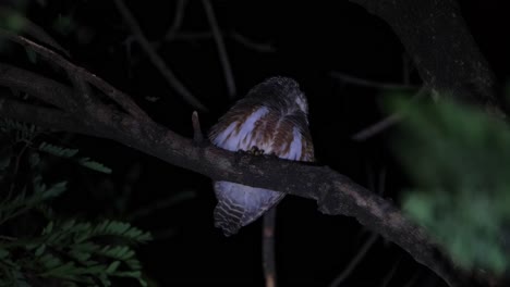 girando la cabeza hacia atrás luego de repente se vuelve hacia adelante atraído por un sonido en el que debe haber pensado ser una presa, asian barred owlet glaucidium cuculoides, tailandia