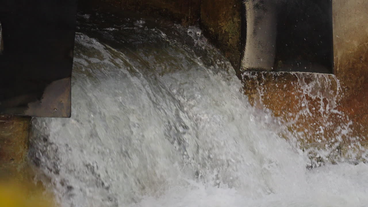 Salmon struggle to leap up rushing water, slow motion, Ontario river