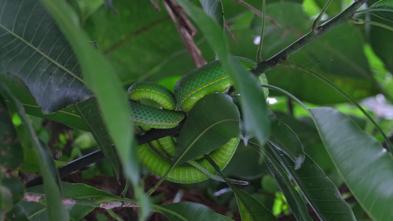 Seen from under while partially covered by leaves and branches as it is resting for another meal soon, Vogel&rsquo;s Pit Viper Trimeresurus vogeli, Thailand