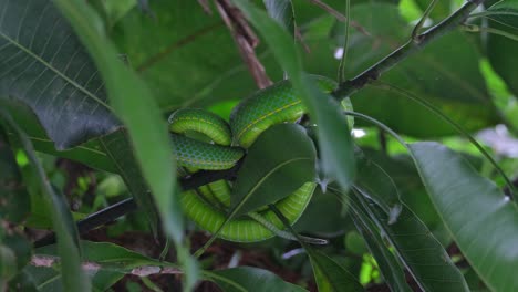 Visto-Desde-Abajo-Mientras-Está-Parcialmente-Cubierto-Por-Hojas-Y-Ramas-Mientras-Descansa-Para-Otra-Comida-Pronto,-Vogel&#39;s-Pit-Viper-Trimeresurus-Vogeli,-Tailandia