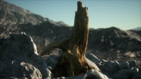 dead pine tree at granite rock at sunset