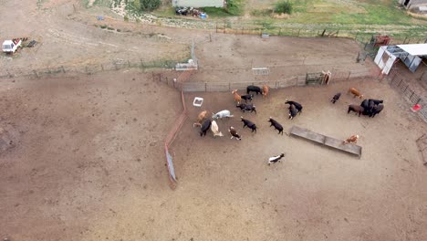 High-downshot-hover-over-bulls-and-steers-in-a-pen