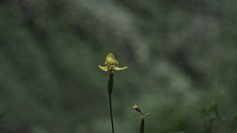 Close-up shot of a delicate yellow wildflower growing on a slender stem, with a smaller bud beneath it in Catarata del Toro, Costa Rica
