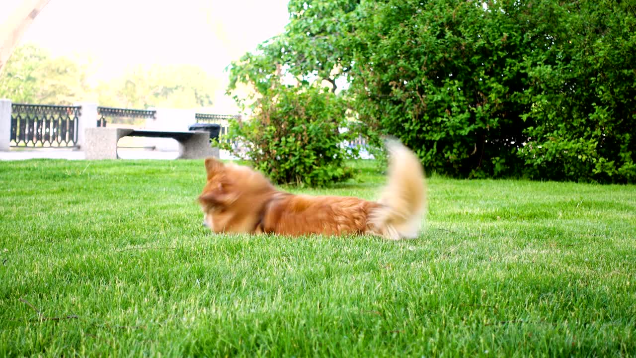 녹색 잔디에서 코기 개를 놀고 있다