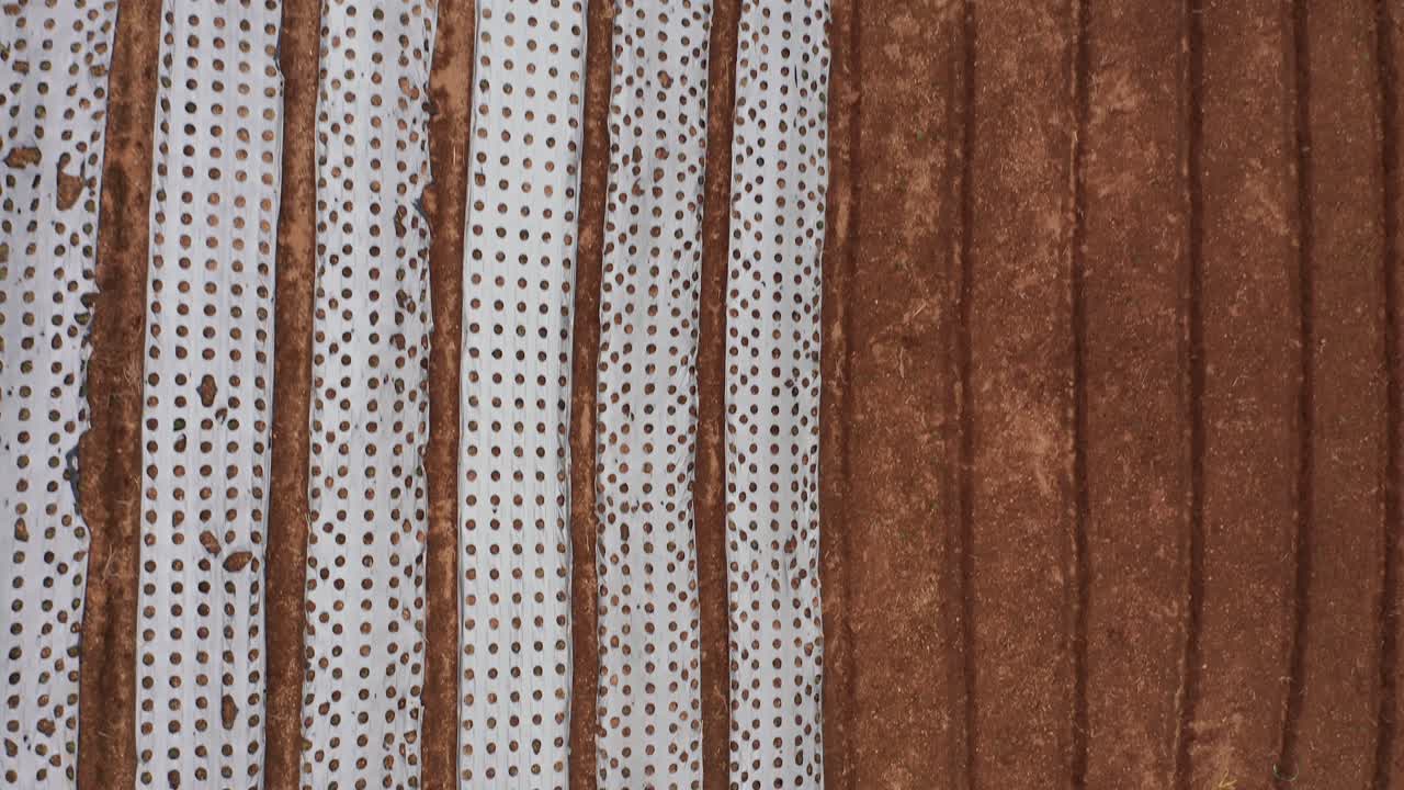 플라스틱 덮개가 있는 비옥한 산비탈에서 자라는 야채 묘목 줄, 위에서 아래로 공중