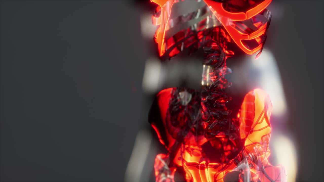 exploración de la anatomía del esqueleto humano