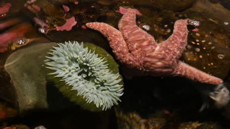 closeup of tide pool