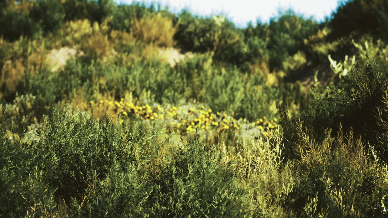 Lush green hillside with vibrant flowers under a clear blue sky