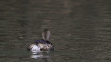 Close-up-of-least-grebe-swimming-and-diving-in-dark-wavy-water