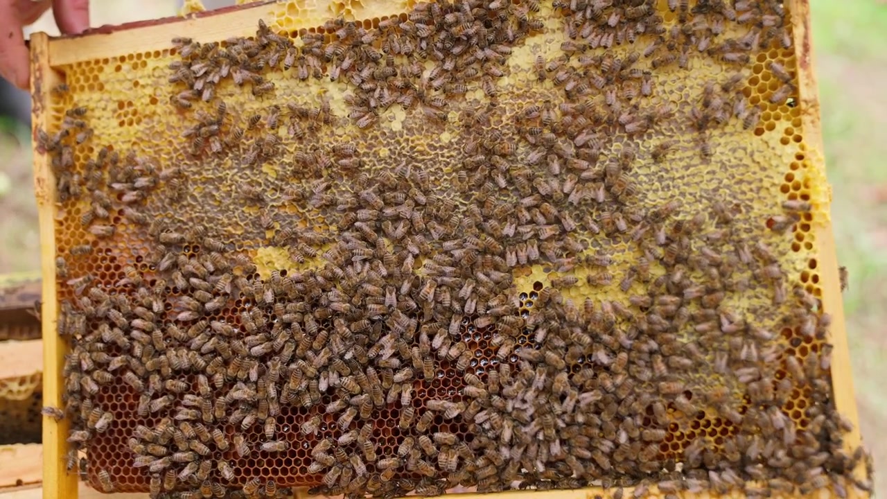 Close-up of Honeybees Working on a Honeycomb Frame