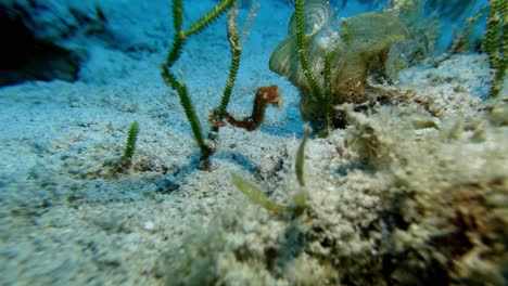 Un-Raro-Caballito-De-Mar-Hipocampo-Tyro-Aferrándose-A-La-Hierba-Marina-Bajo-El-Agua-En-La-Isla-Mauricio