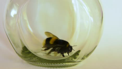 large bumblebee trapped in a glass jar, trying to take off, white background light, closeup shot