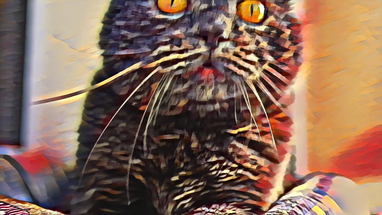 Kucing British Shorthair yang dipertajam dengan mata oranye, berbaring di tempat tidur, melihat sekeliling