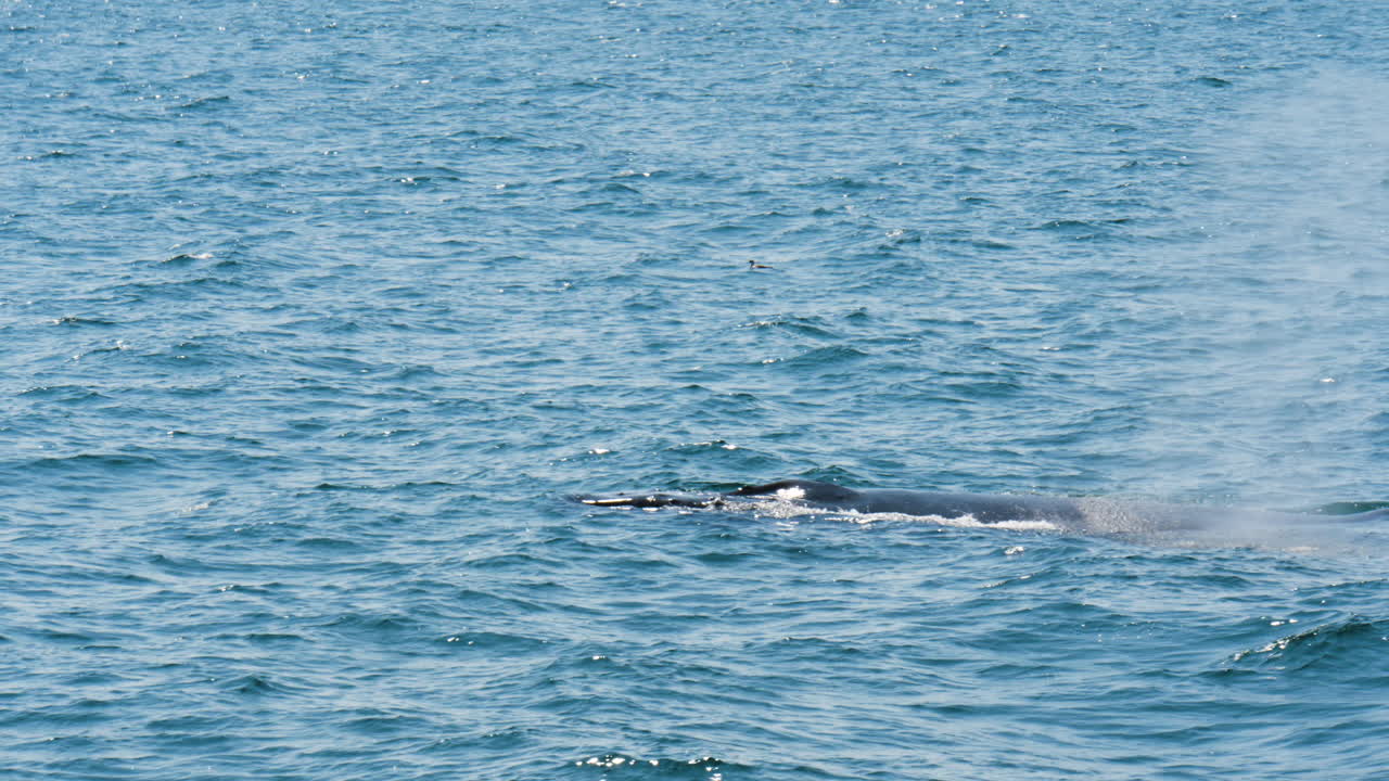 혹등고래가 수면 위로 올라와 불어온다