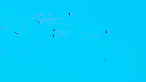 Birds-flying-in-circles-on-a-blue-sky,-migratory-birds,-stork-or-crane-species,-copy-space