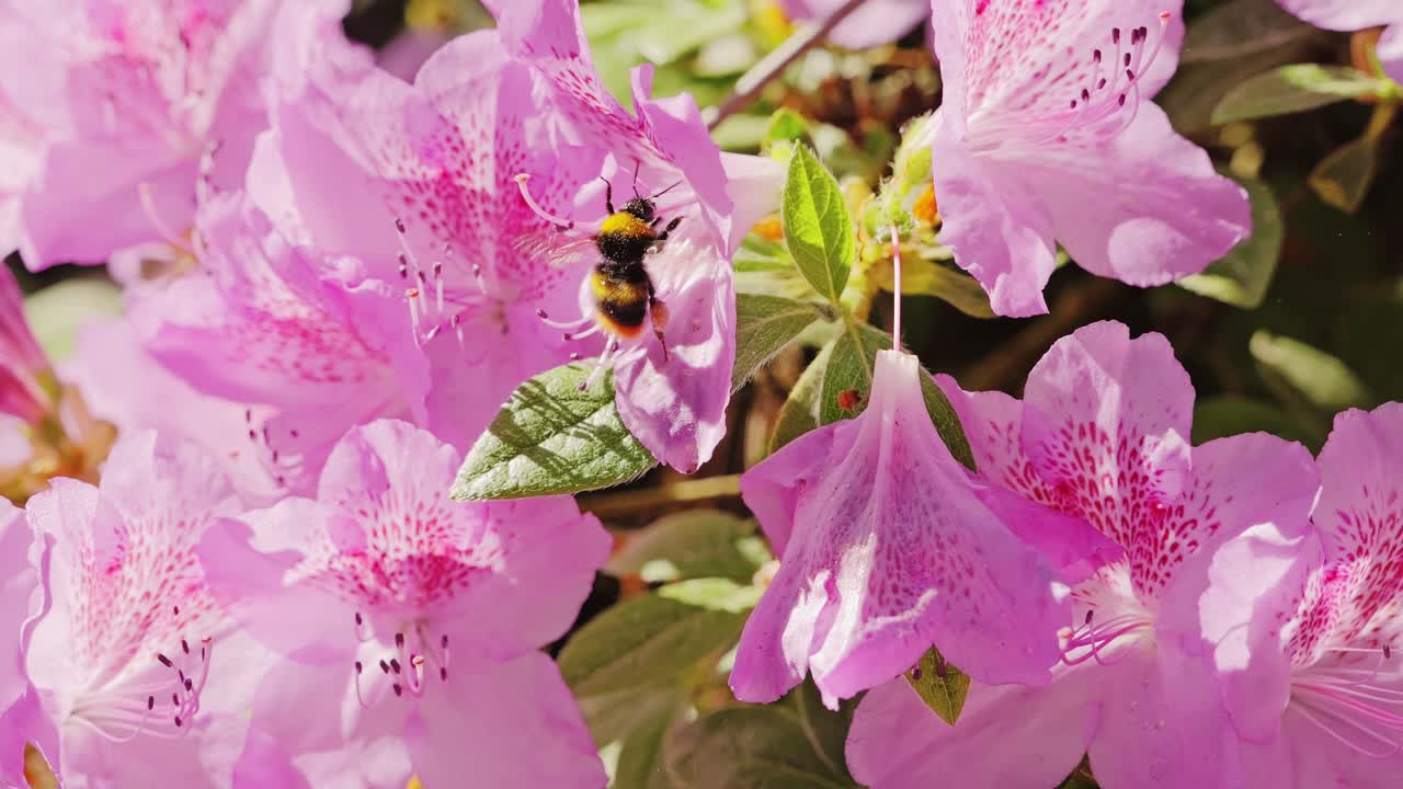 Bumblebee pollinates vivid pink flowers in LU Babīte garden – slow motion macro