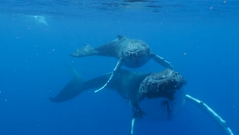 Ballenas-Jorobadas---Madre-Y-Cría-Pasan-Cerca-En-Aguas-Claras-Del-Océano-Pacífico---Tiro-A-Cámara-Lenta