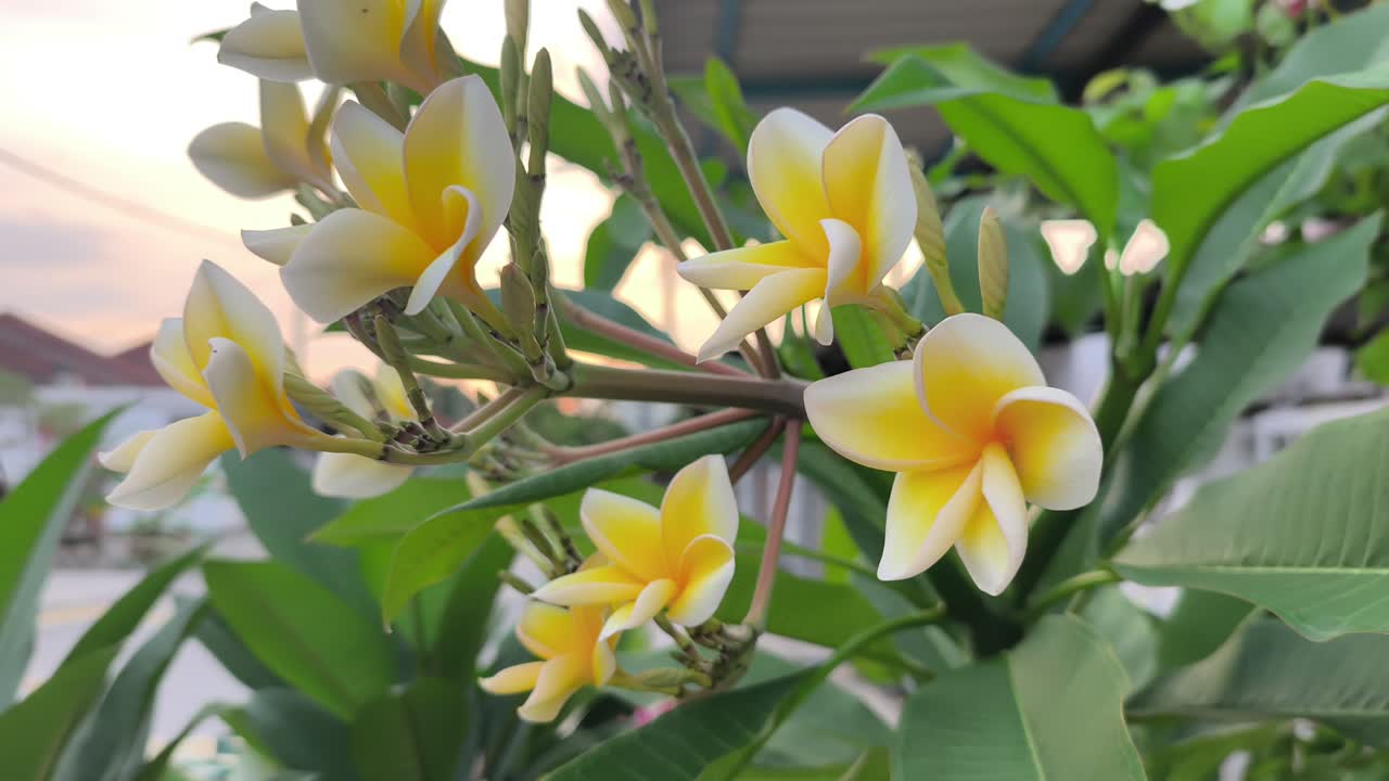Un grappolo di freschi fiori bianchi di plumeria presenta centri gialli vivaci. Questi fiori in fiore ondeggiano delicatamente, rilasciando un aroma naturale dolce e calmante.