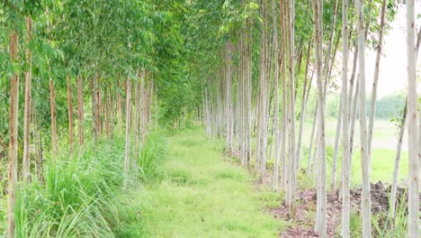 bosque de eucaliptos. árboles de eucalipto. bosque de eucaliptos. cielo de la luz del sol-1