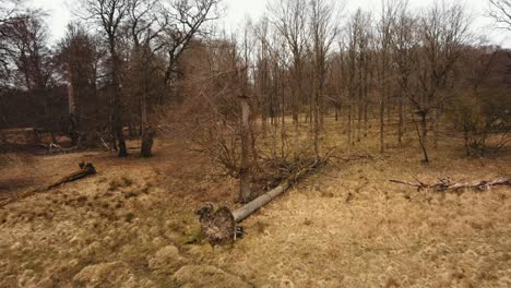 Umgestürzter-Baum-Im-Wildpark-Kopenhagen