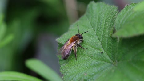 abeja en hoja de zarza. primavera. reino unido