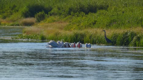 pelicanos alimentándose en un río cerca del parque nacional de yellowstone