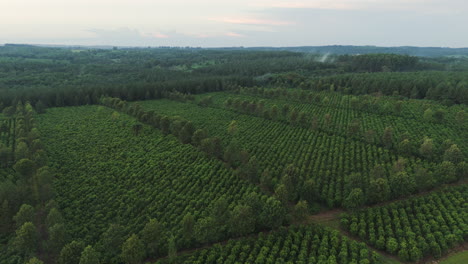 Luftaufnahme-Der-Entwicklung-Des-Yerba-Mate-Anbaus-In-Der-Agrarindustrie