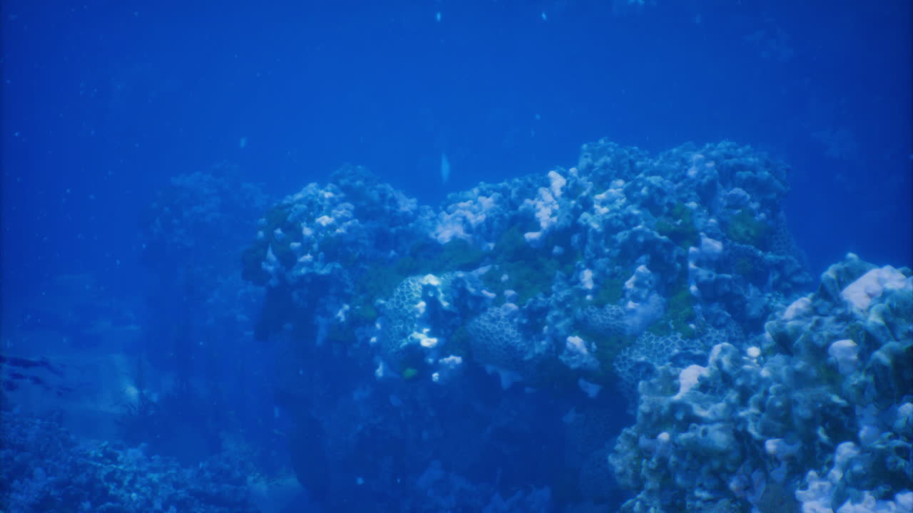 Beautiful underwater coral reef ecosystem with diverse marine life