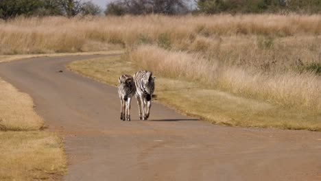 two zebras walk in a blistering heat down a road in a south african wildlife park