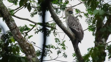 mirando hacia su espalda durante un día frío y ventoso mientras la cámara se aleja, el águila filipina pithecophaga jefferyi, filipinas