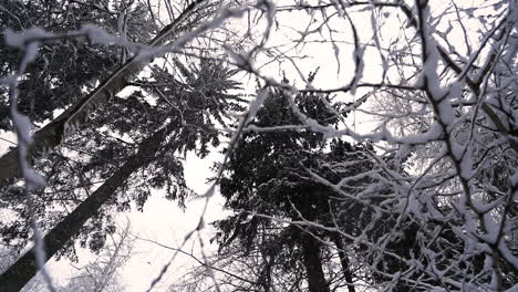 Bosque-De-Abetos-Blancos-Nevados-En-Las-Profundidades-Del-Invierno,-Tiro-Deslizante-De-ángulo-Bajo