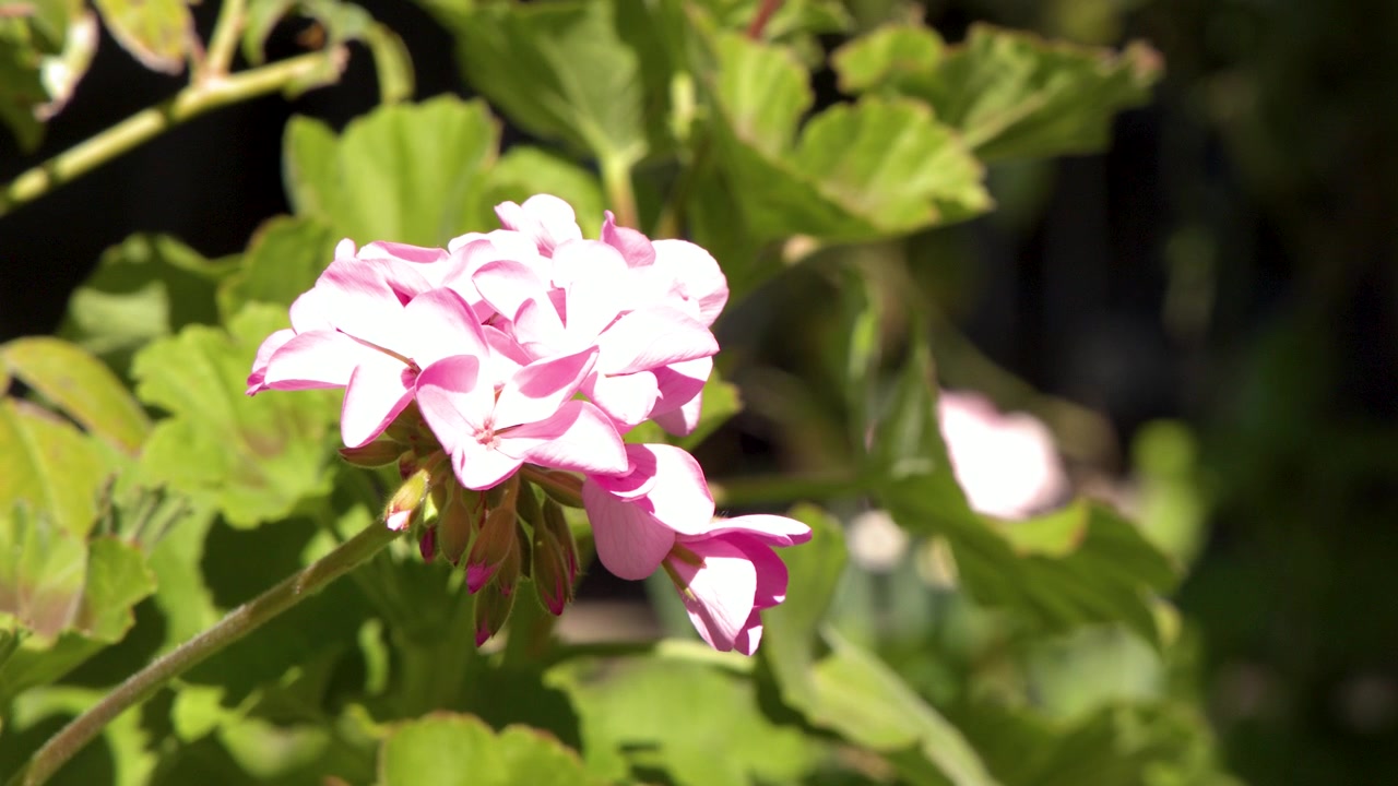 Close-up of pink geranium petals and green leaves swaying in bright natural sunlight.