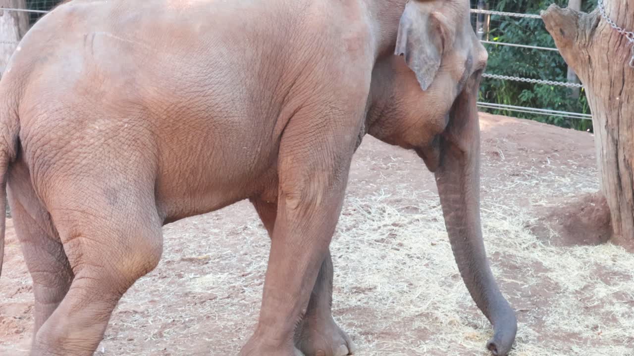 un elefante caminando en su recinto