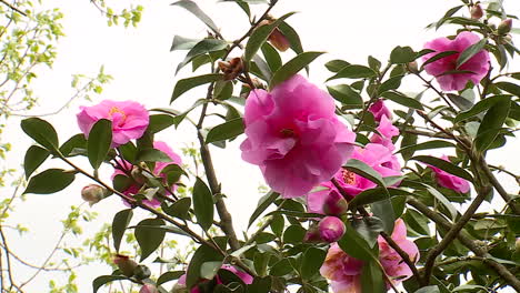 pink camellia flowers in bloom