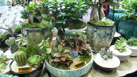 small cacti are planted in tiny decorative pots. enthusiasts enjoy creating and arranging these decorative pots and cacti as a hobby.