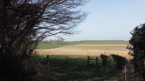 Drone-forward-going-towards-a-large-open-field-after-coming-through-some-trees