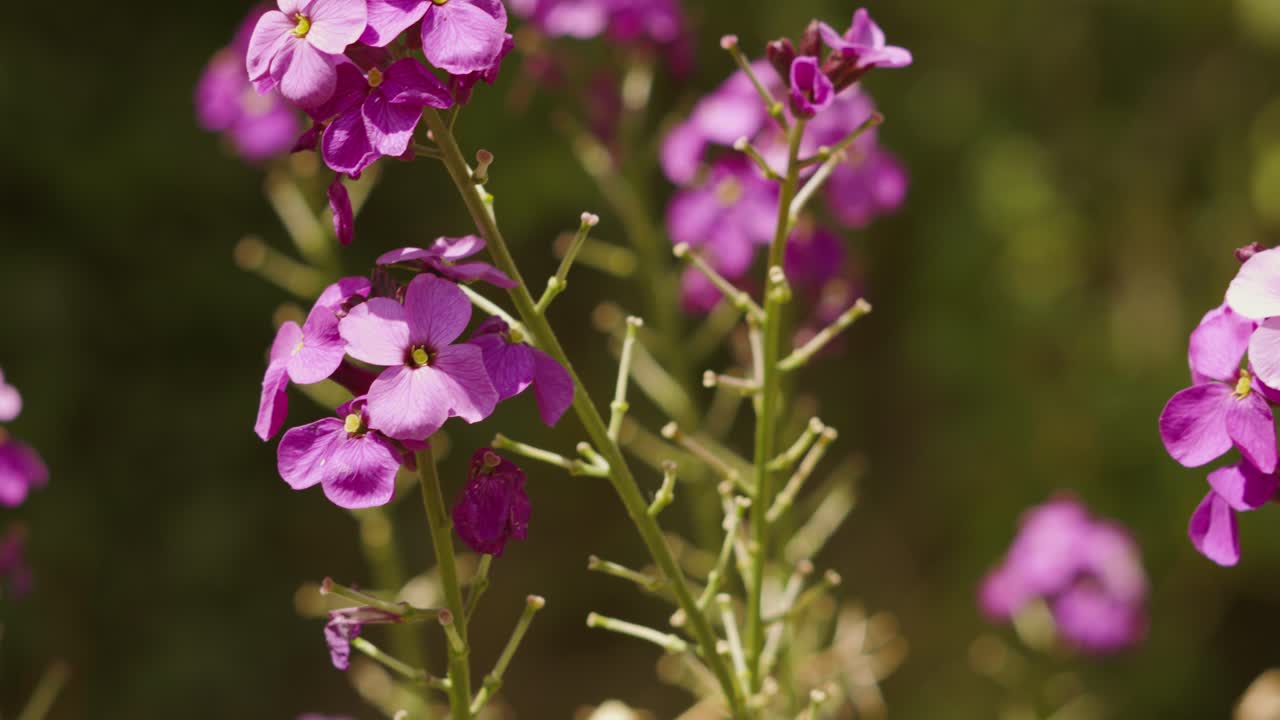 hermosas flores púrpuras que hacen fotosíntesis creando oxígeno en la brillante luz del sol de verano