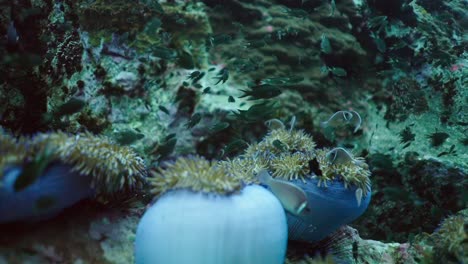 vibrant underwater coral reef with swarms of fish and sea anemones