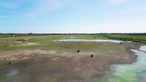 Imágenes-De-Vídeo-Aéreas-Capturan-Las-Marismas-De-Agua-Salada-A-Lo-Largo-De-La-Costa-De-Lincolnshire,-Mostrando-Aves-Marinas-En-Vuelo-Y-En-Las-Lagunas-Y-Lagos-Interiores.