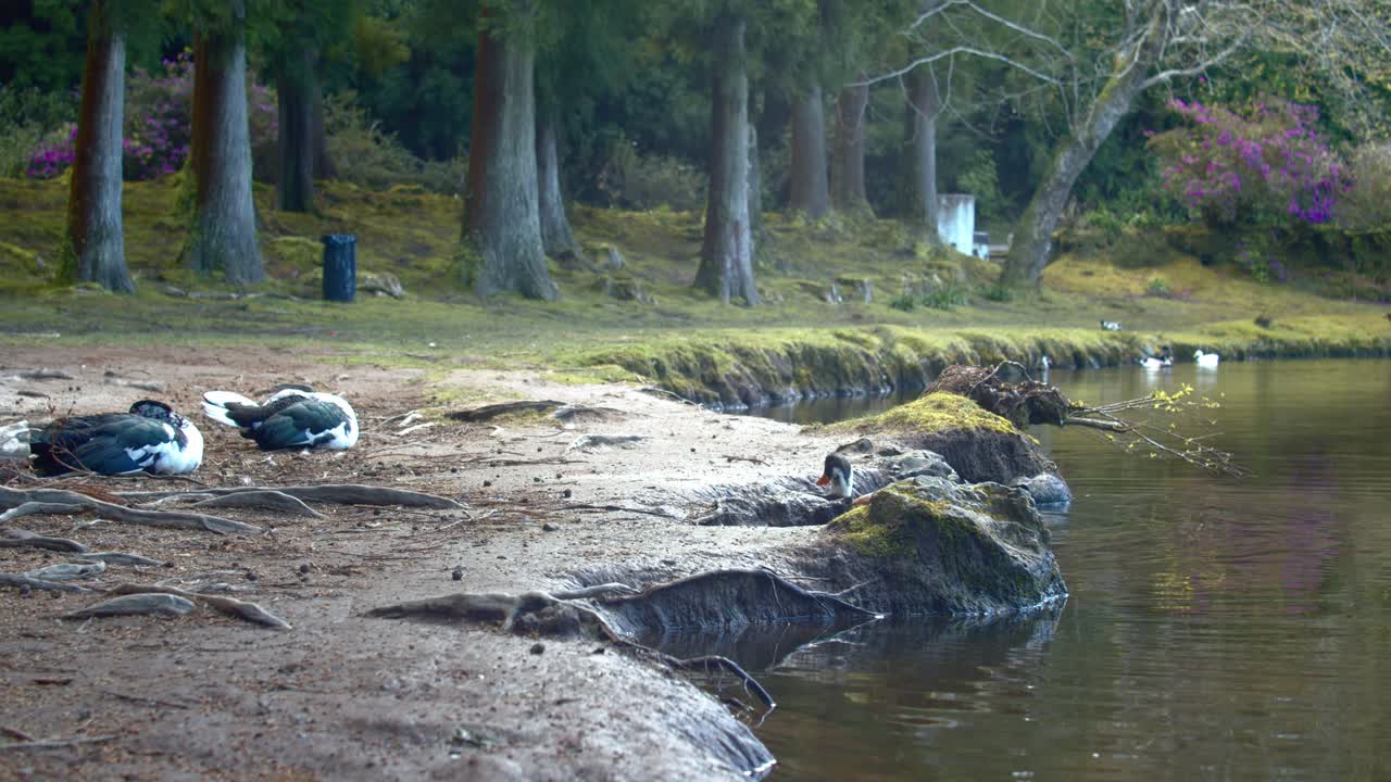 "lagoa das patas"는 다양한 조류 종과 오리를 볼 수 있는 자연 호수입니다.