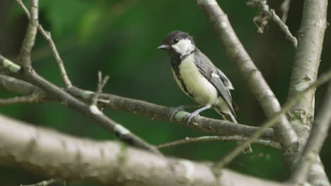 Wildlife-Szene-Mit-Japanischer-Meise-Auf-Zweigen,-Die-Sich-Den-Kopf-Kratzen