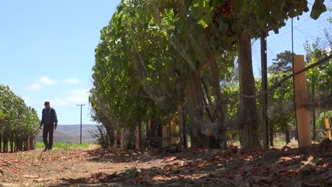 Ein-älterer-Bauer-Inspiziert-Seine-Weinreben-Auf-Einer-Weinberg-Ranch-In-Der-Nähe-Von-Lompoc,-Kalifornien-1